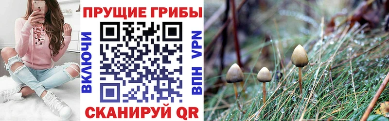 Псилоцибиновые грибы Psilocybine cubensis  Ижевск 